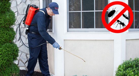 Espiye Fare İlaçlama böcek ilaçlama ve haşere kontrolü — ilaclama-tr.com